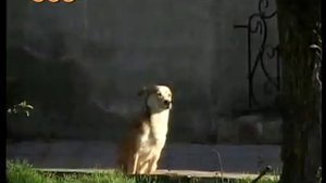 Отстрел собак в Бендерах.avi