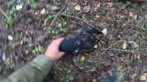 Охота на тетерева осенью 2021. Охота с подхода. Нашёл кучу алюминия в земле!