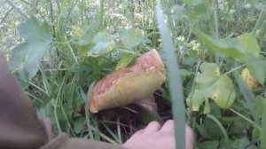 Сбор БЕЛЫХ ГРИБОВ в ДУБОВОЙ роще | ИЮНЬ | Встретил ДИКОЕ животное