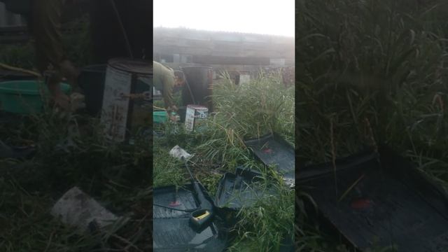 Как быстро помыть грузди,керхелем!!! смотреть онлайн