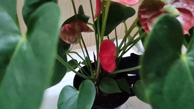 Мужское счастье (антуриум) через месяц после пересадки смотреть онлайн