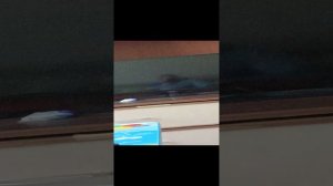 короче развлекательное видео