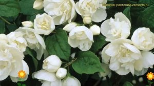 Чубушник гибридный Виргинал. Краткий обзор, описание характеристик philadelphus Virginal