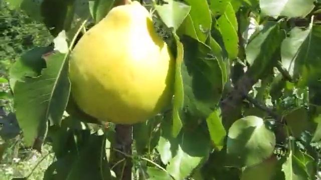 Сорт груши Оксамит смотреть онлайн