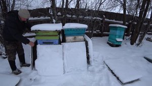 ГОТОВИМ ПЧЕЛОСЕМЬИ ДЛЯ ЗИМОВКИ НА ВОЛЕ, ВЕРХНЯЯ ВЕНТИЛЯЦИЯ УЛЬЯ, СТАВИМ ЩИТЫ И ЗАСЫПАЕМ СНЕГОМ.