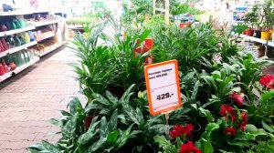 ?КОМНАТНЫЕ ЦВЕТЫ⚘?ОБИ