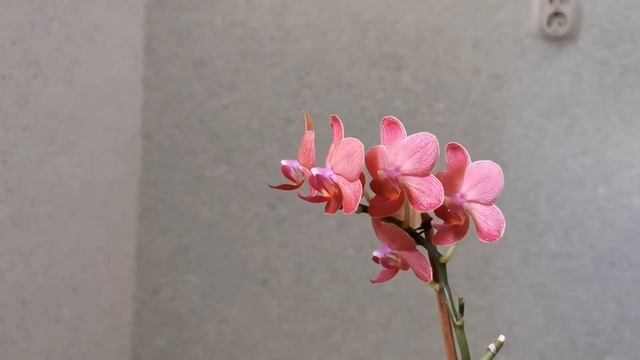 Phal. No ID 'Аленький цветочек' (красная орхидея фаленопсис мини - миди) смотреть онлайн