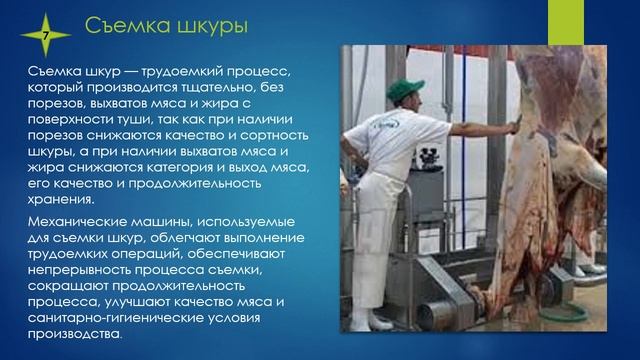 Первичная переработка крупного рогатого скота на поточно механизированных линиях