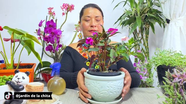 Protege tus PLANTAS con FUNGICIDA CASERO muy potente para plagas смотреть онлайн