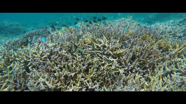 Корал Майн Coral Mine смотреть онлайн