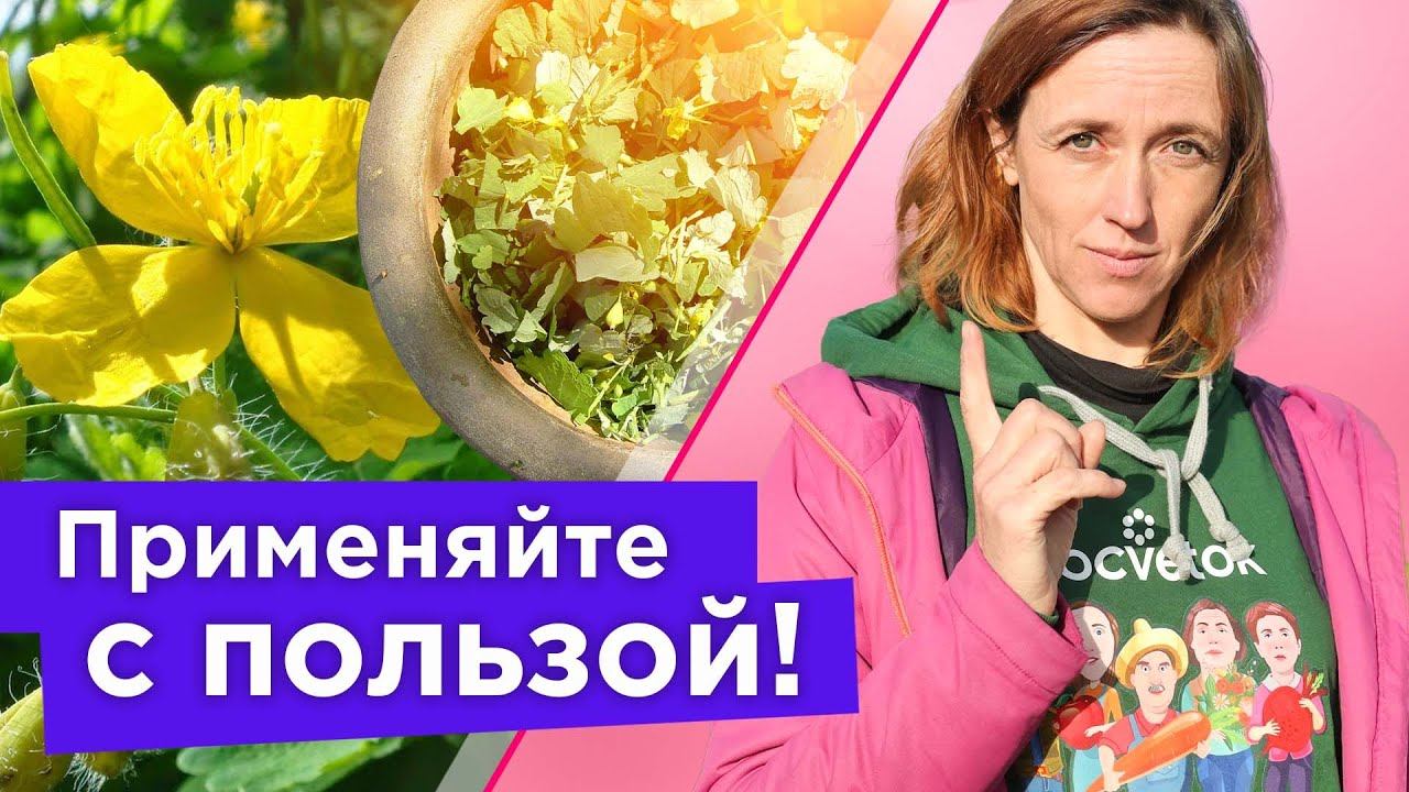 НЕ ВЗДУМАЙТЕ ВЫБРОСИТЬ ЭТОТ СОРНЯК! Он защитит ваш огород от вредителей! Настой из чистотела