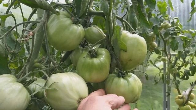 Самые вкусные сорта помидоров
