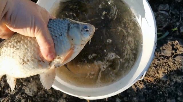 МОЙ ПРУД!Наловил больших карасей и карпов!рыбалка в своем водоеме на даче! смотреть онлайн