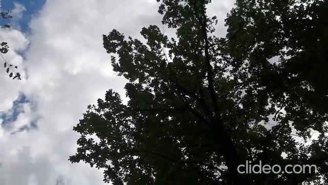 19.06.2022 г. - Москва. Главный Ботанический сад