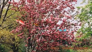 Яблоня декоративная Ред Барон (malus) ? яблоня Ред Барон обзор: как сажать саженцы яблони Ред Барон