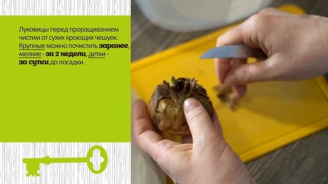 Проращивание гладиолусов.  Как сделать правильно