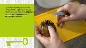 Проращивание гладиолусов.  Как сделать правильно