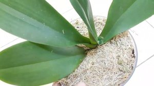 Пересадка орхидеи из Леруа/грунт для орхидей/☝️