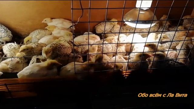Инкубация перепелов.