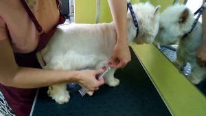 Стрижка вест хайленд уйат терьера в салоне DogStar