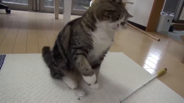 Кот охраняет личное пространство смотреть онлайн