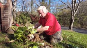 Crinum Lily Bulb Separation and Replanting