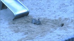 Германия - Заяц в песочнице на детской площадке:)