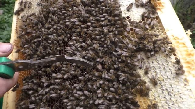 ЗИМОВКА ПЧЁЛ В УЛЬЯХ из ППУ смотреть онлайн