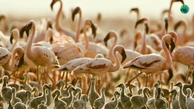 How flamingo produce milk | Flamingo crop milk feeding | Explained | Tamil | BioWorld | BW смотреть онлайн