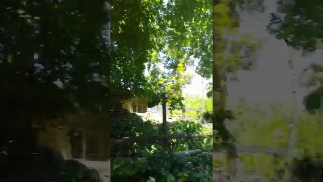 Белый медведь Морские котики и Бамбук смотреть онлайн