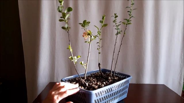 Многоствольная Японская айва расцвела. Январь2023#Chaenoméles #bonsai #BonsaiNaBalkone