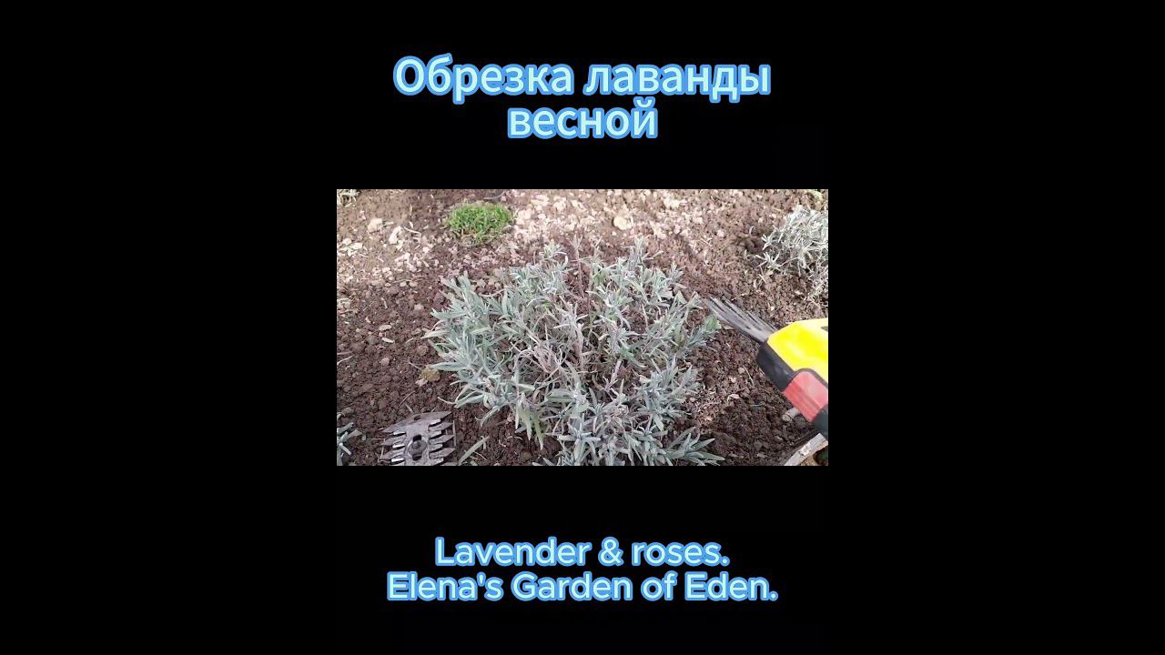 Обрезка лаванды весной