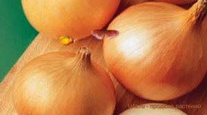 Лук репчатый Халцедон (khaltsedon) ? репчатый лук Халцедон обзор: как сажать, семена лука Халцедон