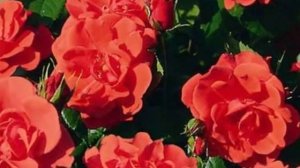 Роза. Роза!!! Rose!! Уход за плетистыми розами группы шраб