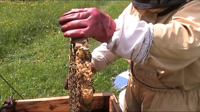 БОРЬБА С ВАРРОАТОЗОМ БЕЗ ПРИМЕНЕНИЯ ХИМИЧЕСКИХ ПРЕПАРАТОВ смотреть онлайн