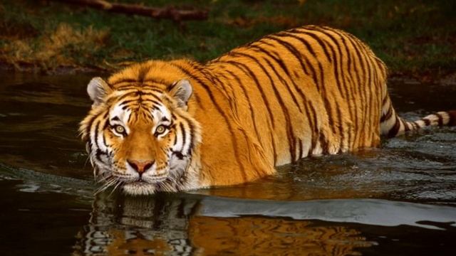 ?Царь кошек открывает секреты своей жизни!✔️Дикий Тигр! Tiger animal??? смотреть онлайн
