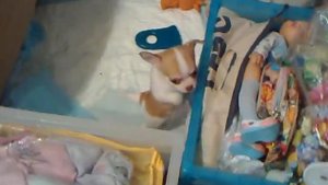 пищит чихуа-хуа