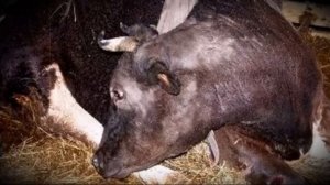 Почему корова долго не встает, и что делать