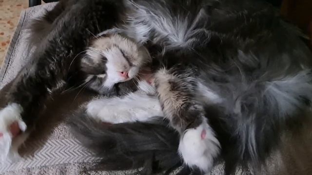 Мейн Кун .Самый милый сон.Котенок мой спи сладко.Maine Coon. смотреть онлайн
