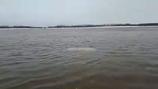 Вода поднимается.... Нижневартовск....Обь.23 апреля 2019 смотреть онлайн
