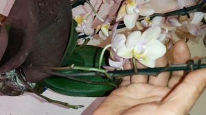 Новые Орхидеи в Посылке | Scention Парфюмерная Фабрика и Жёлтая Мини Орхидея