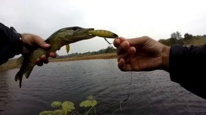 Фавориты осени. JACKALL SQUAD MINNOW 80sp. GoPro video 720p/ 60 fps