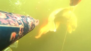 ТРОФЕЙНАЯ ОХОТА НА СОМА И КАРПА !!! ПОДВОДНАЯ ОХОТА 2023!!!