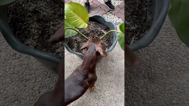 PLANTITA: THE EASTER GIFT // MY NEW BABY-PHILODENDRON PRINCE OF ORANGE // THANK YOU! смотреть онлайн