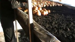 Посадка зелени зимой в теплице. Кориандр. Выгонка лука. Выращивание под ДНАТ.