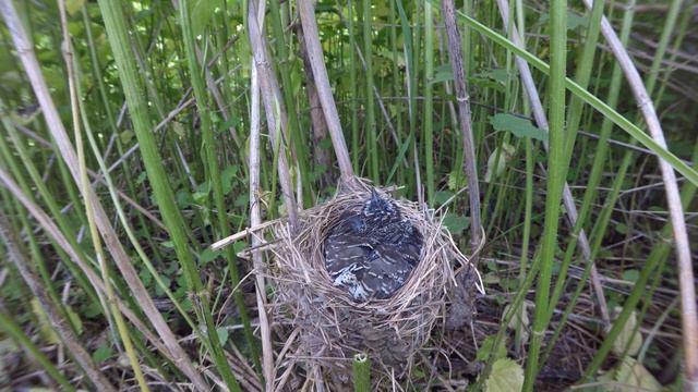 Кукушонок в гнезде 170621 3 болотной камышовки 22 июня 1 GP5+44k 9 смотреть онлайн