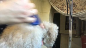 Сушим щенка пуделя…