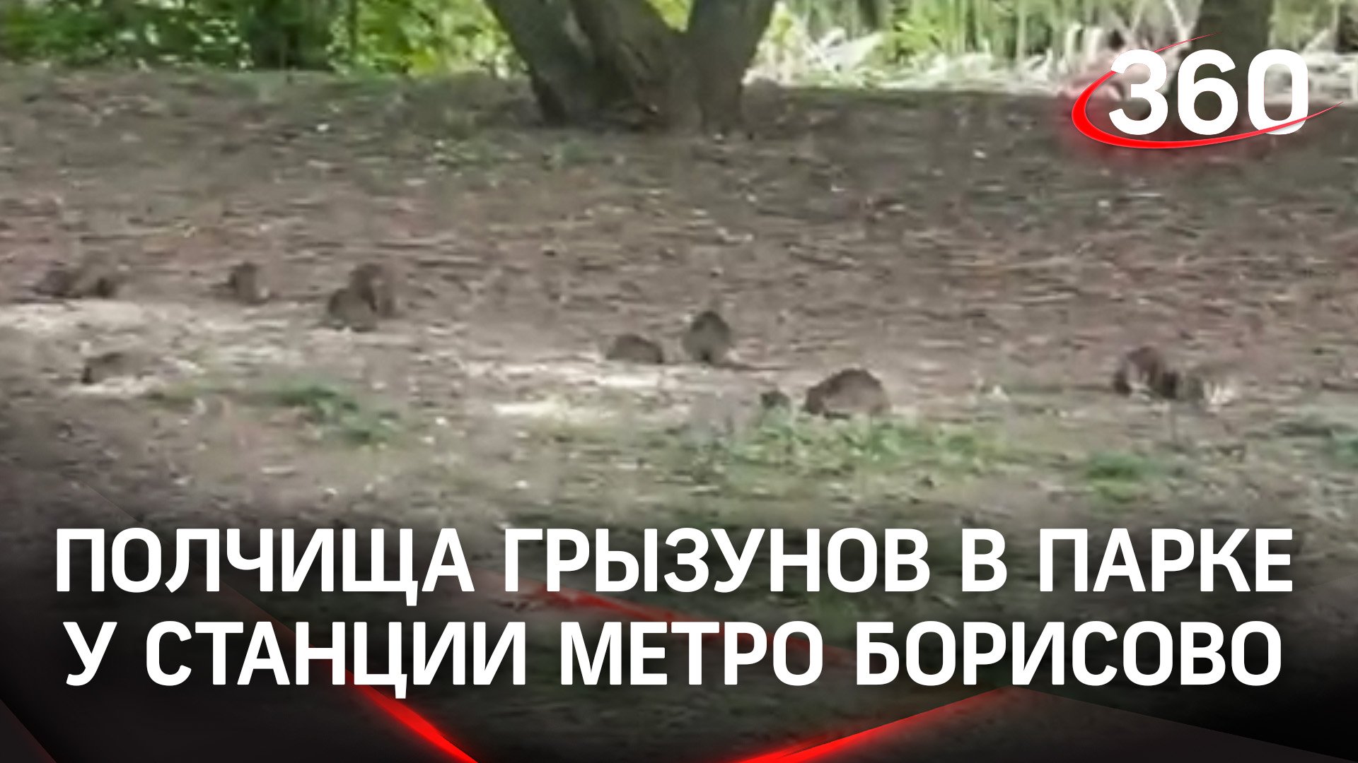 Крысы атакуют: полчища грызунов в парке у станции метро Борисово