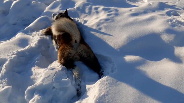 американская акита # amerikanakita # Sarjoin Barton смотреть онлайн