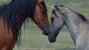 Разведение и размножение лошадей